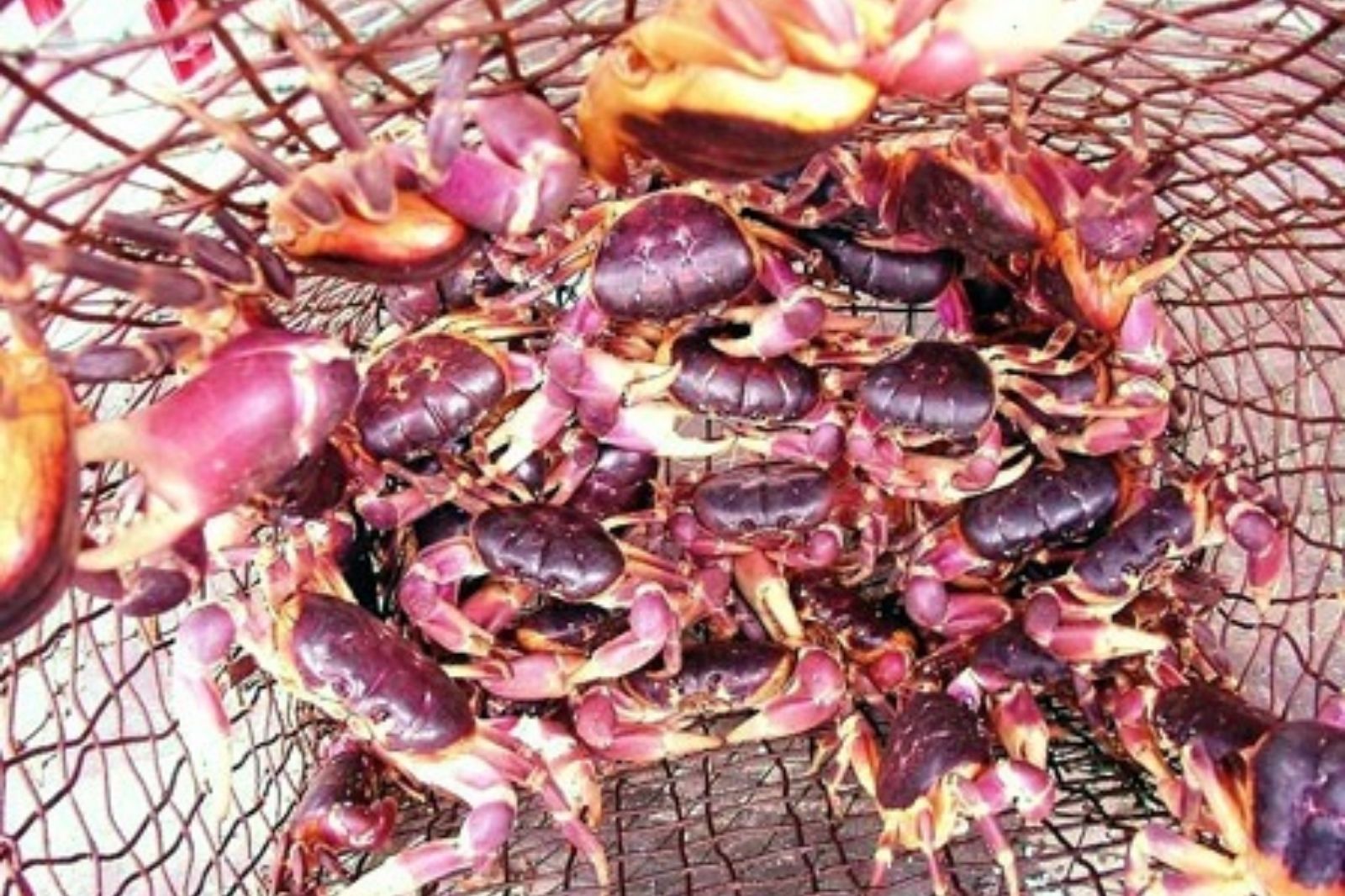 Cua đá là đặc sản nổi tiếng ở Cù Lao Chàm 