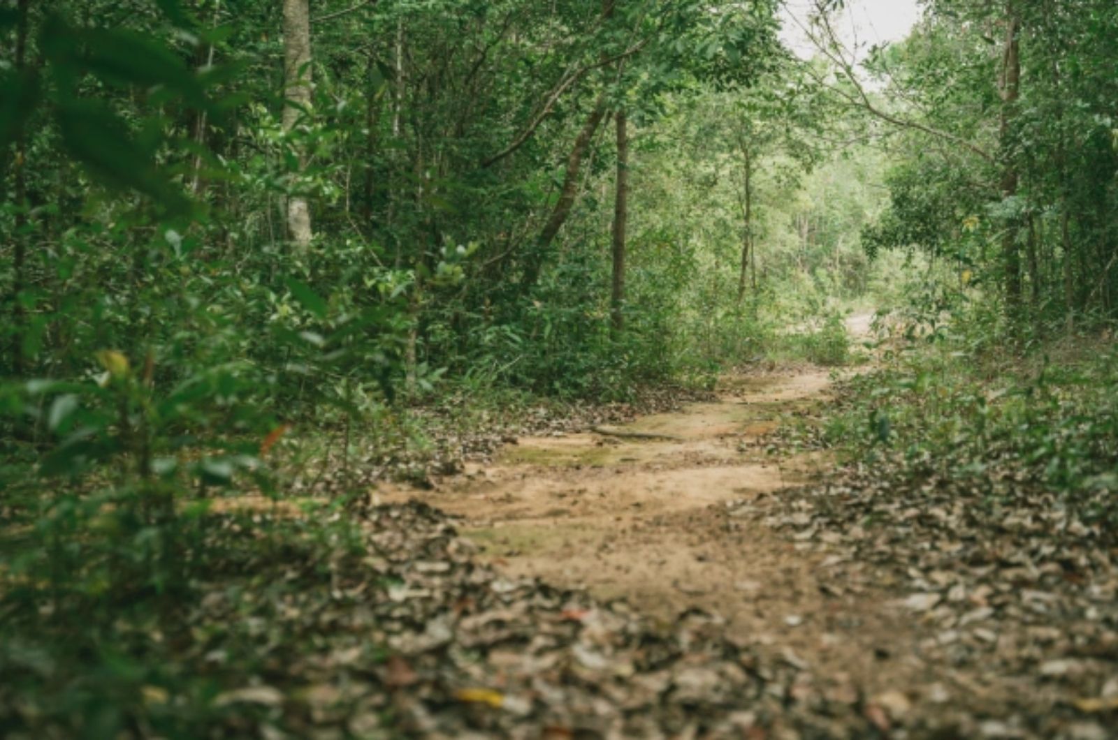 Cung đường trekking ở Vườn Quốc gia Phú Quốc