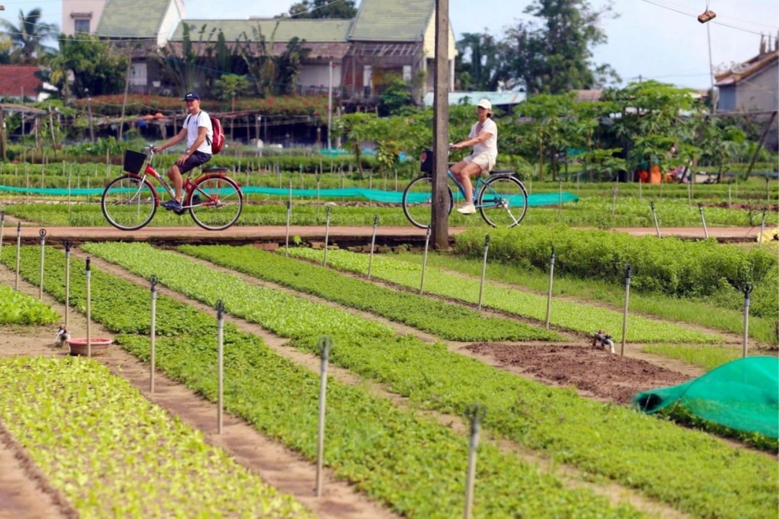 Đạp xe quanh làng rau 