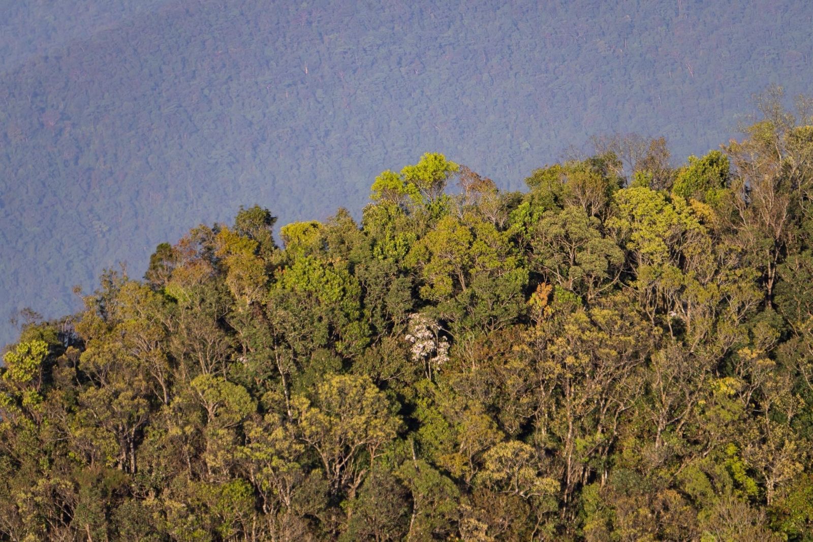 Du khách nên đến vào mùa khô để tiện cho việc quan sát