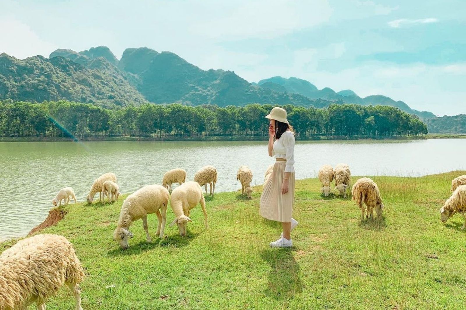 Đồng cừu Gia Hưng nằm trên một bãi cỏ rộng 