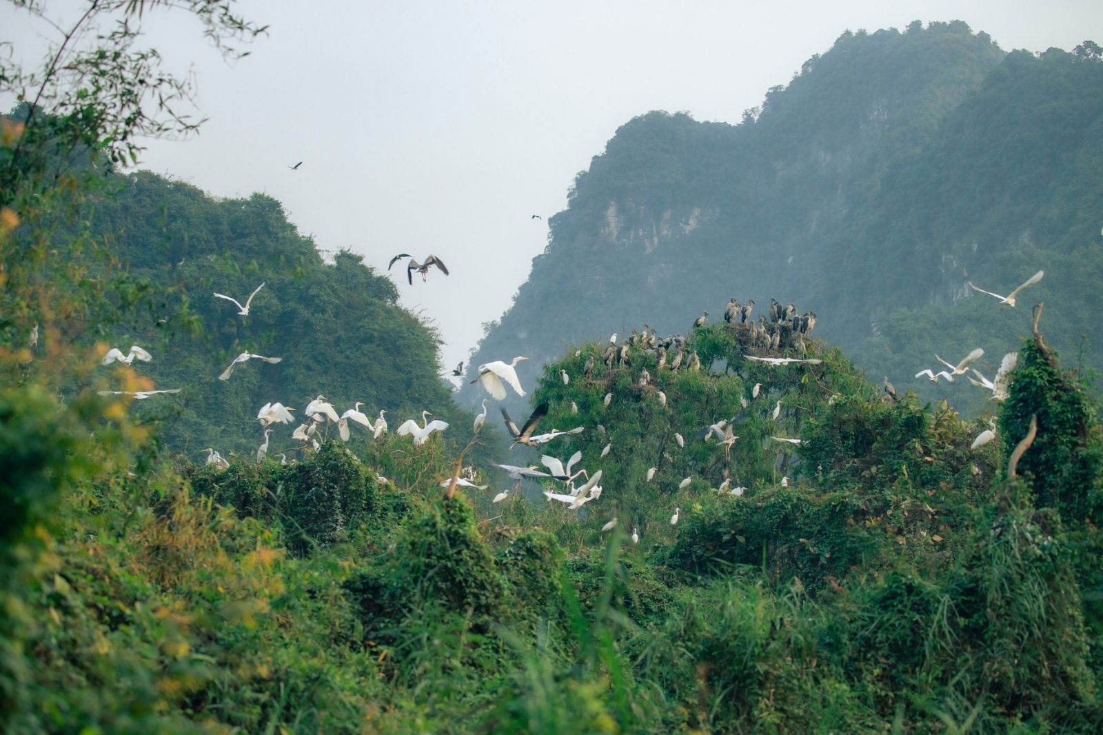 El Parque de Aves de Thung Nham es una zona de ecoturismo