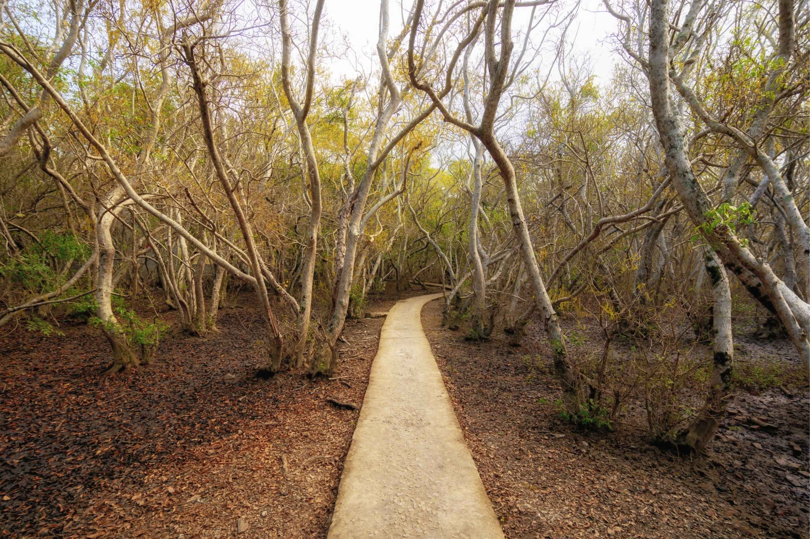 Đường vào rừng Rú Chá