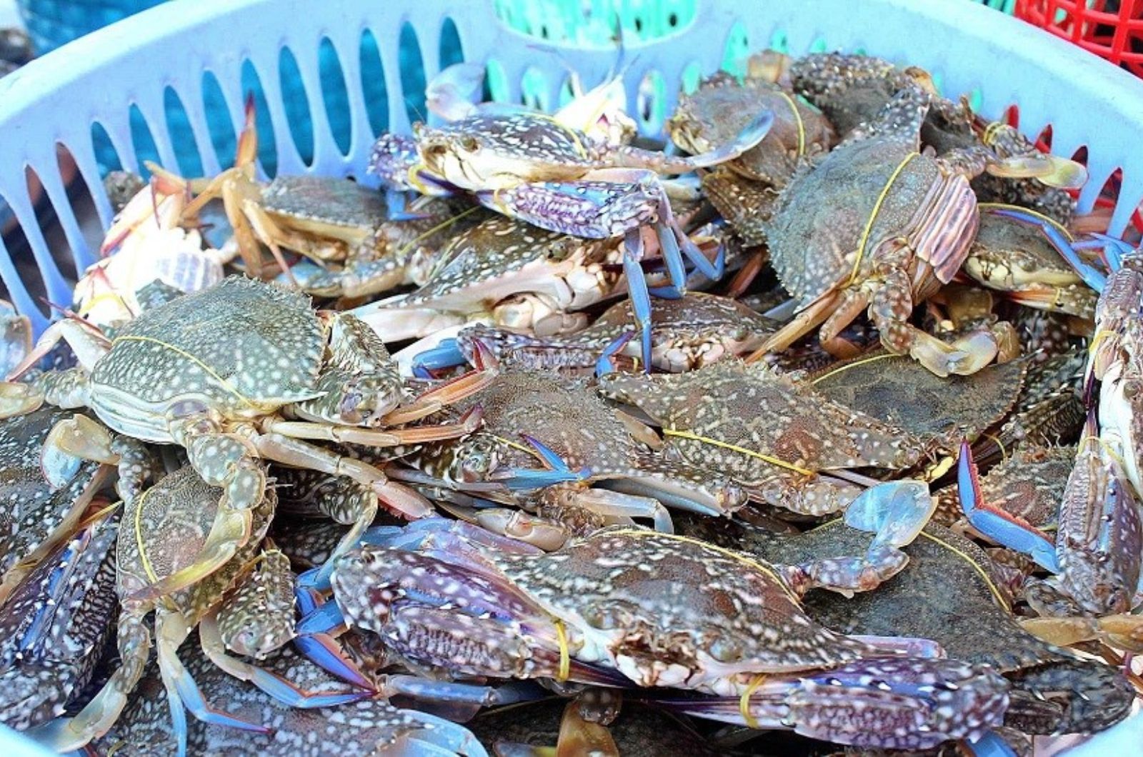 Ghẹ Hàm Ninh là đặc sản nổi tiếng tại làng chài Hàm Ninh 