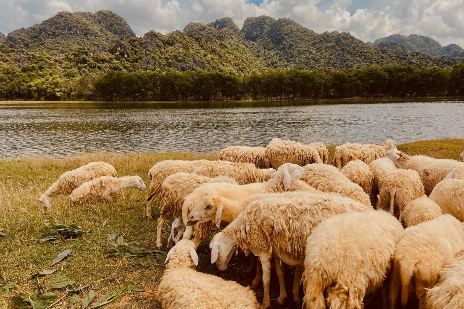 Giá vé tham quan đồng cừu Gia Hưng khá hợp lý  