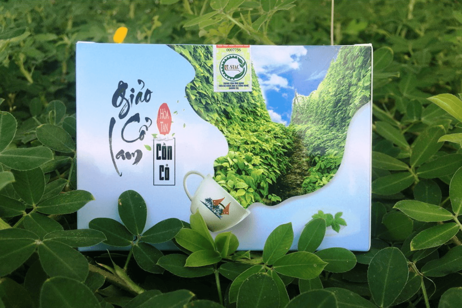 Giao Cổ Lam là một đặc sản nổi tiếng của Đảo Cồn Cỏ 
