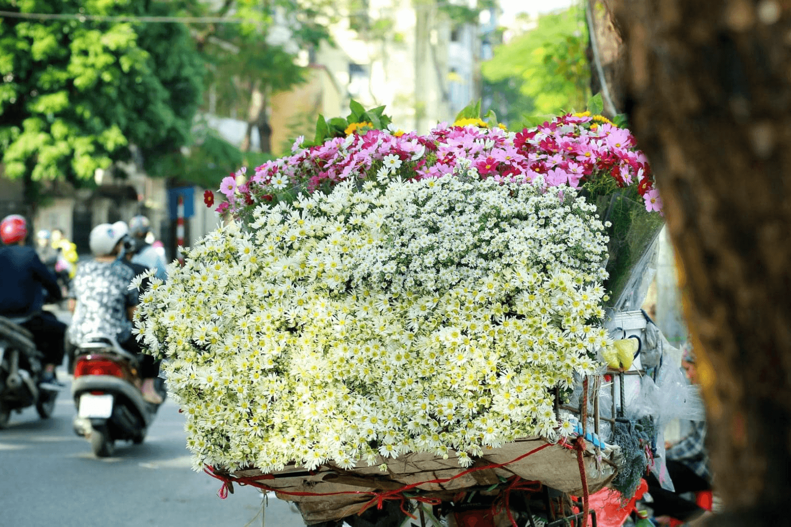Hà Nội vào mùa cúc họa mi 
