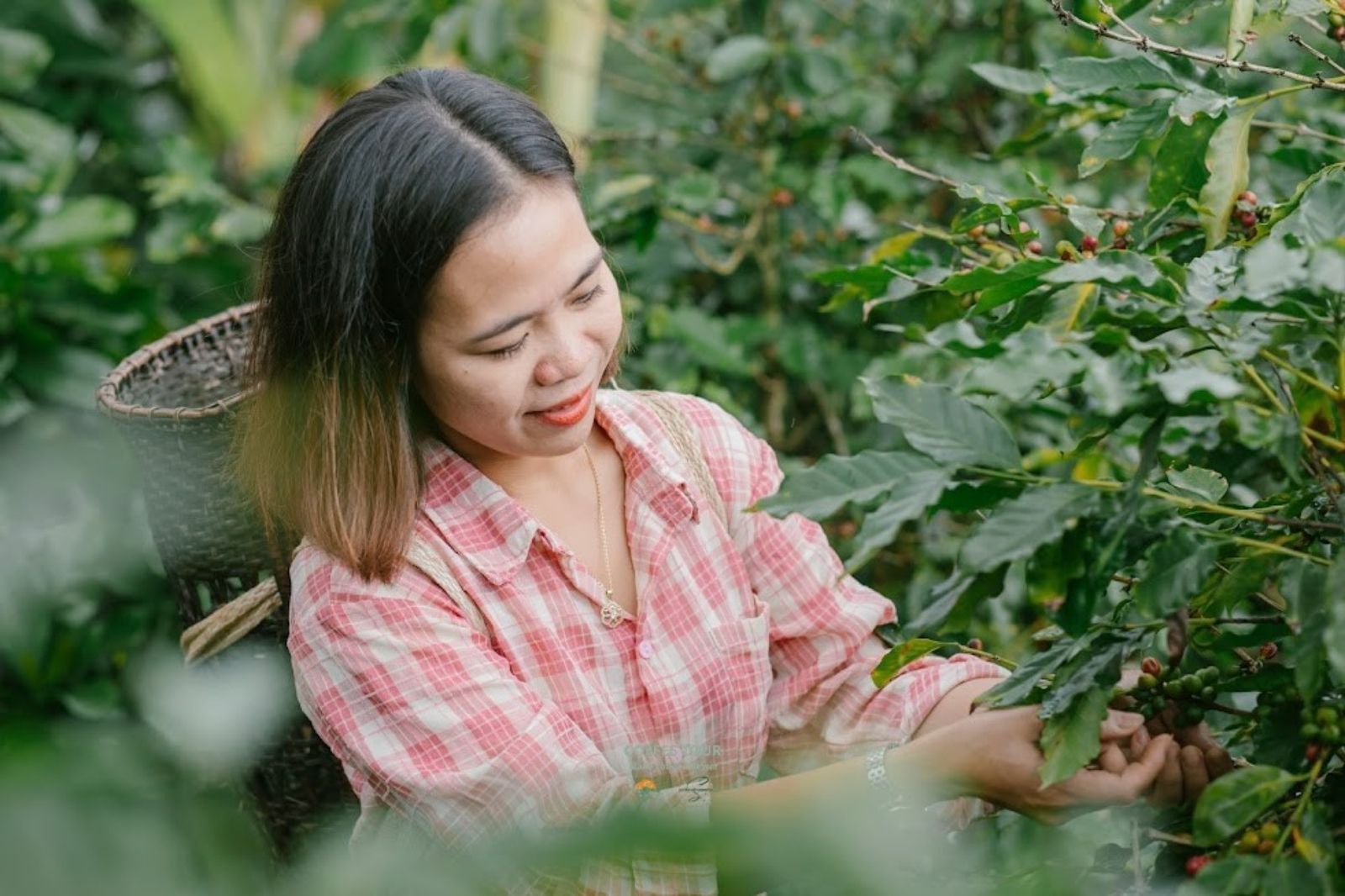 Hái cà phê ở Khe Sanh 
