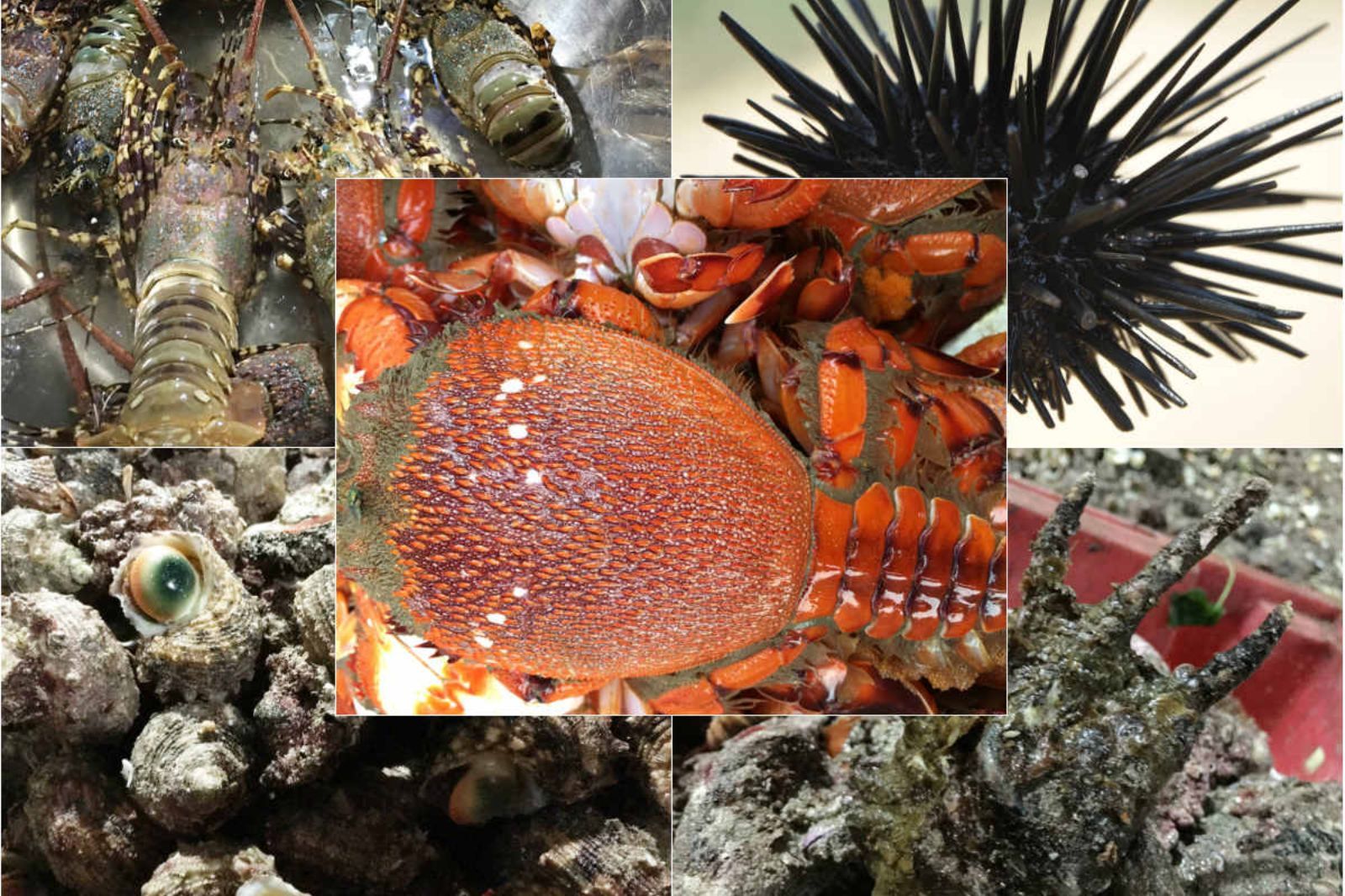 Hải sản ven biển Quảng Trị rất tươi ngon