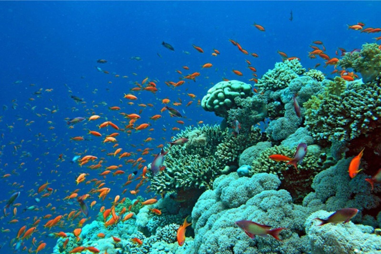 Hệ sinh thái san hô ở bán đảo Sơn Trà rất phong phú  