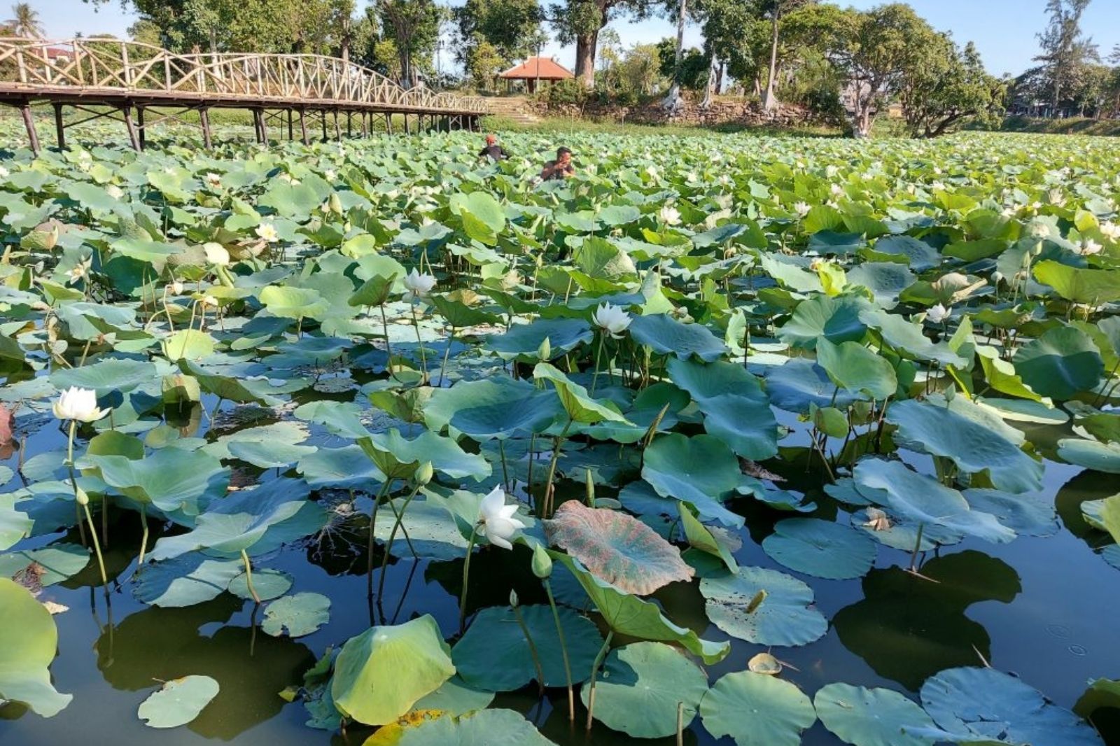 Hồ Tịnh Tâm gần nhiều địa điểm tham quan nổi tiếng 