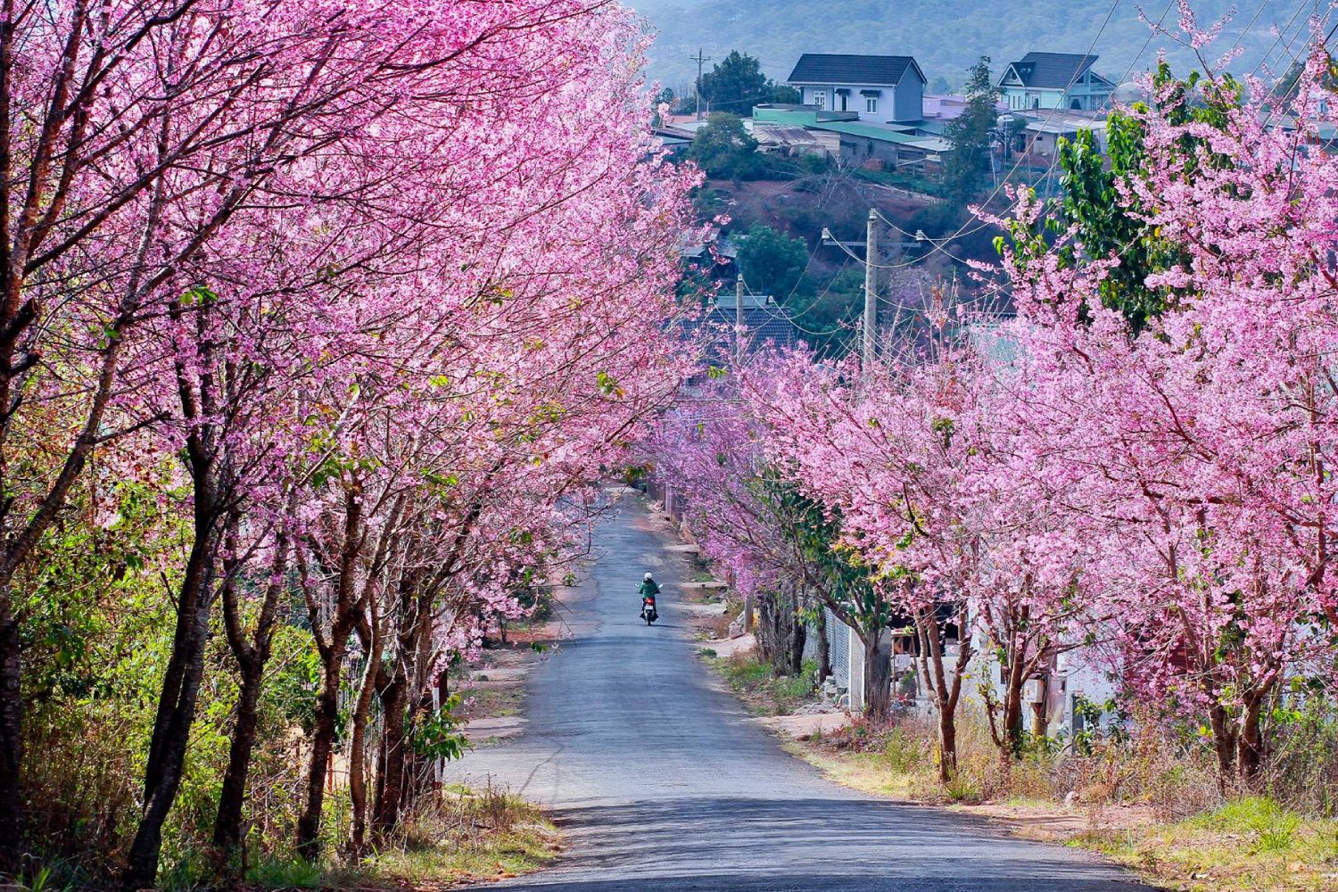 Con đường hoa anh đào ở Đà Lạt
