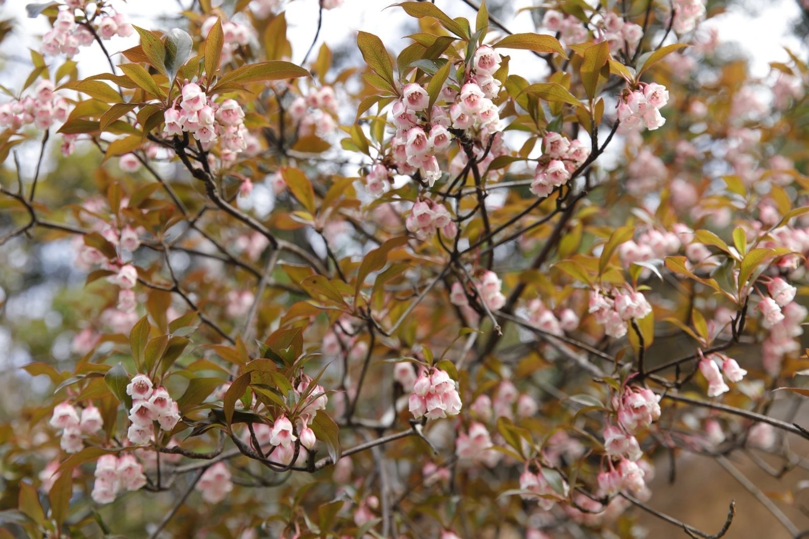 Những loài hoa rừng trên đỉnh núi Pa Thiên  