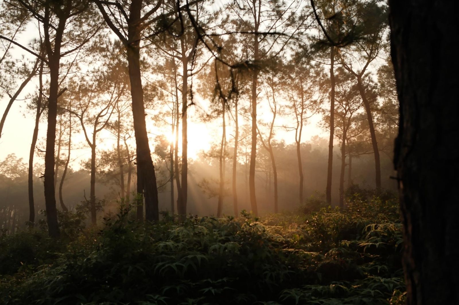 Hoàng hôn ở đồi Thiên An vào những ngày có sương 