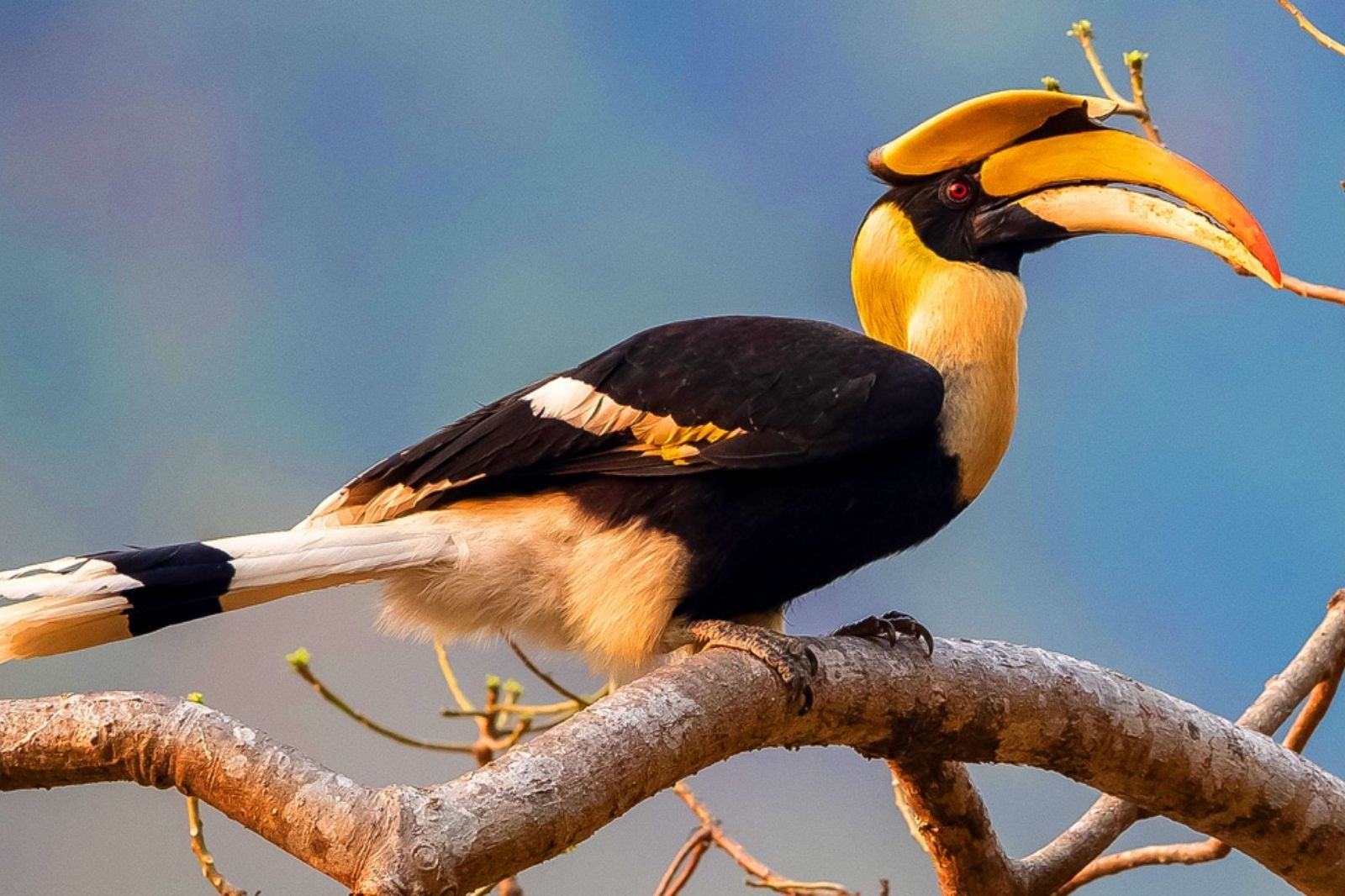 Hồng Hoàng ở vườn quốc gia Phong Nha - Kẻ Bàng