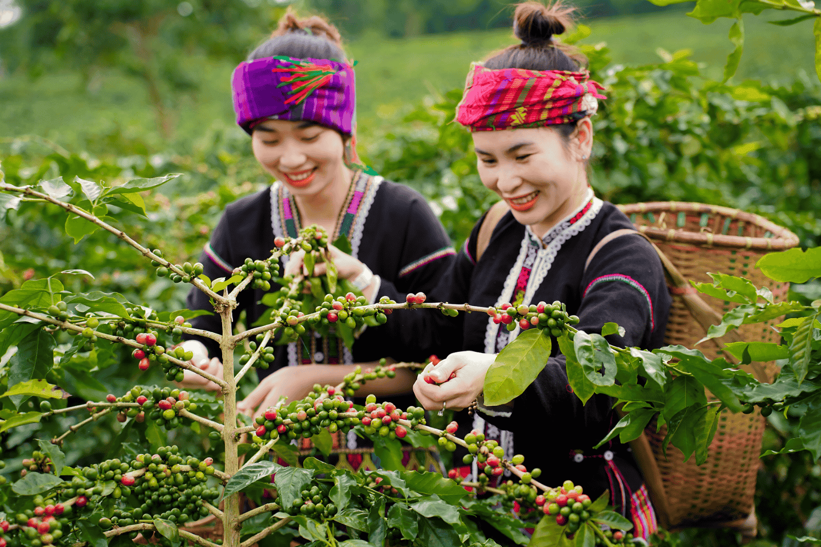Kết hợp du lịch qua Khe Sanh Coffe tour