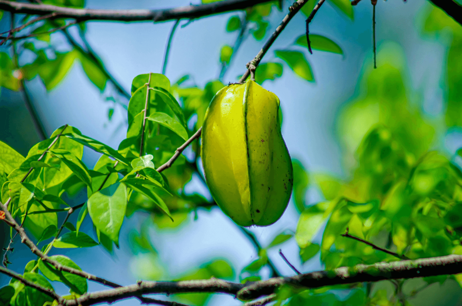 Khế cũng đóng vai trò quan trọng tạo nên sự chua đặc trưng
