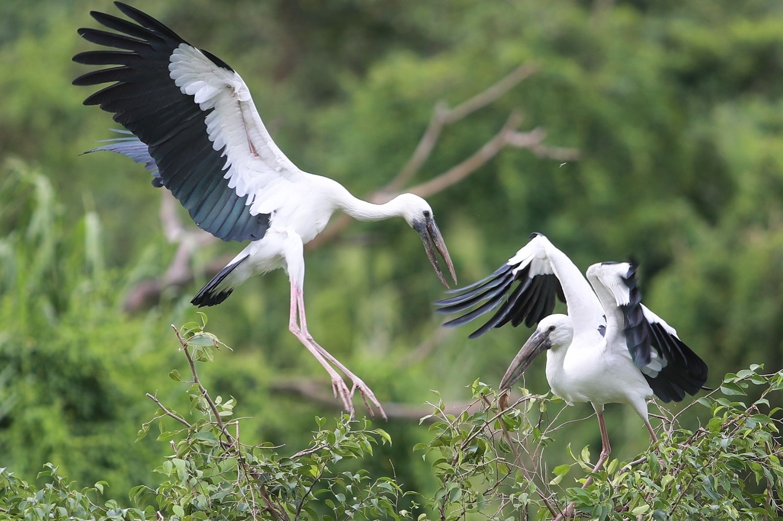 El momento en que las aves vuelven al nido