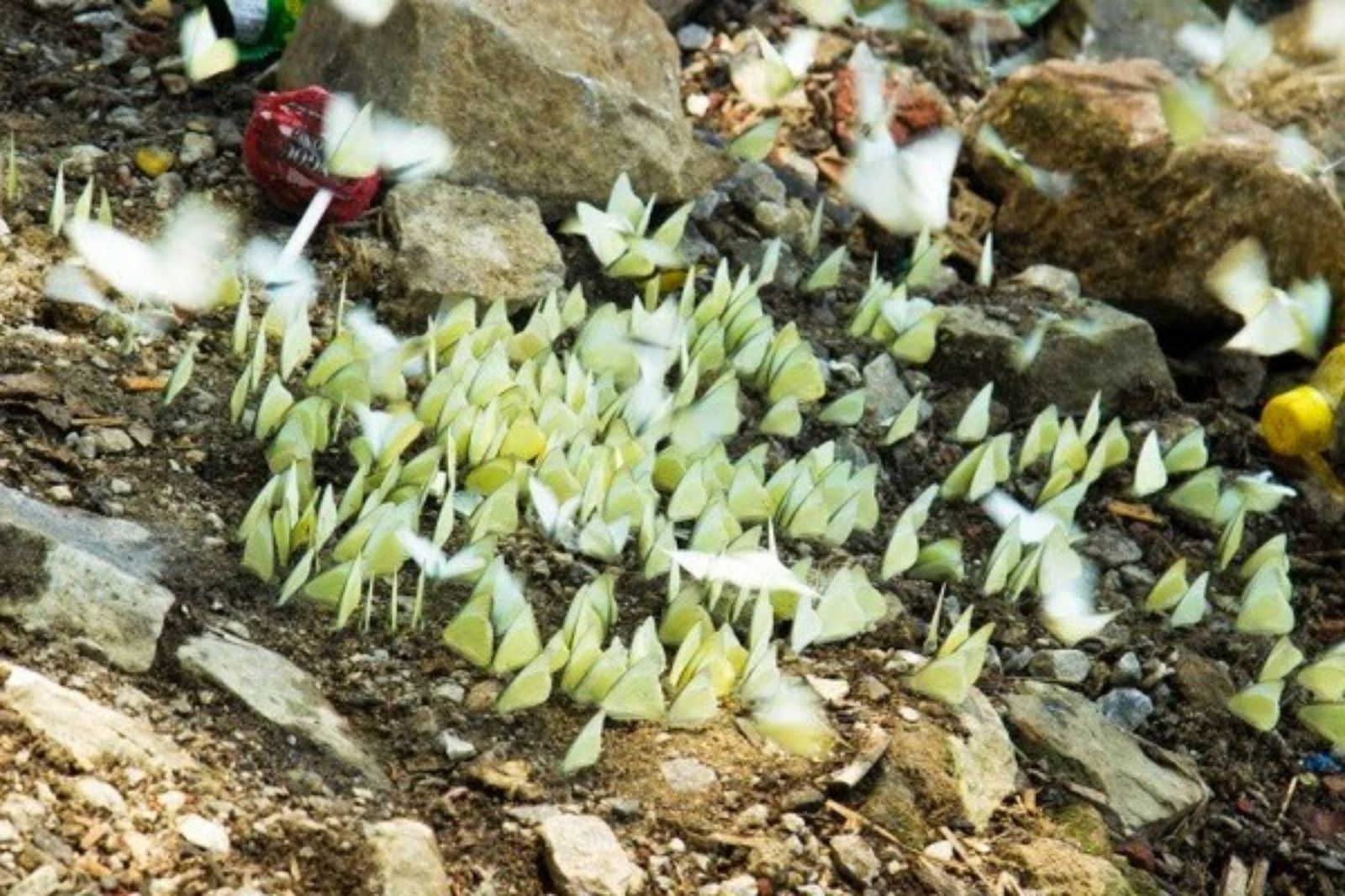 Không bắt bướm hay cố tính xua đuổi chỉ để chụp ảnh