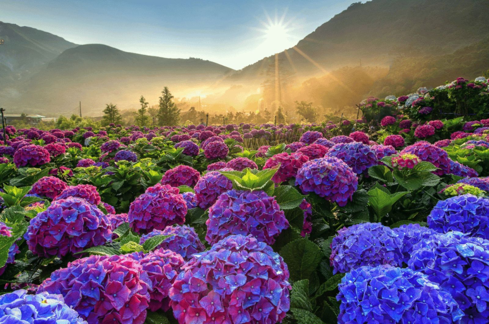 Khu hoa cẩm tú cầu  