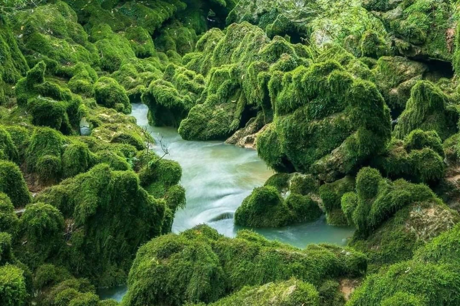 Khu rừng nguyên sinh xanh ngắt bên ngoài hang Hung Thòong