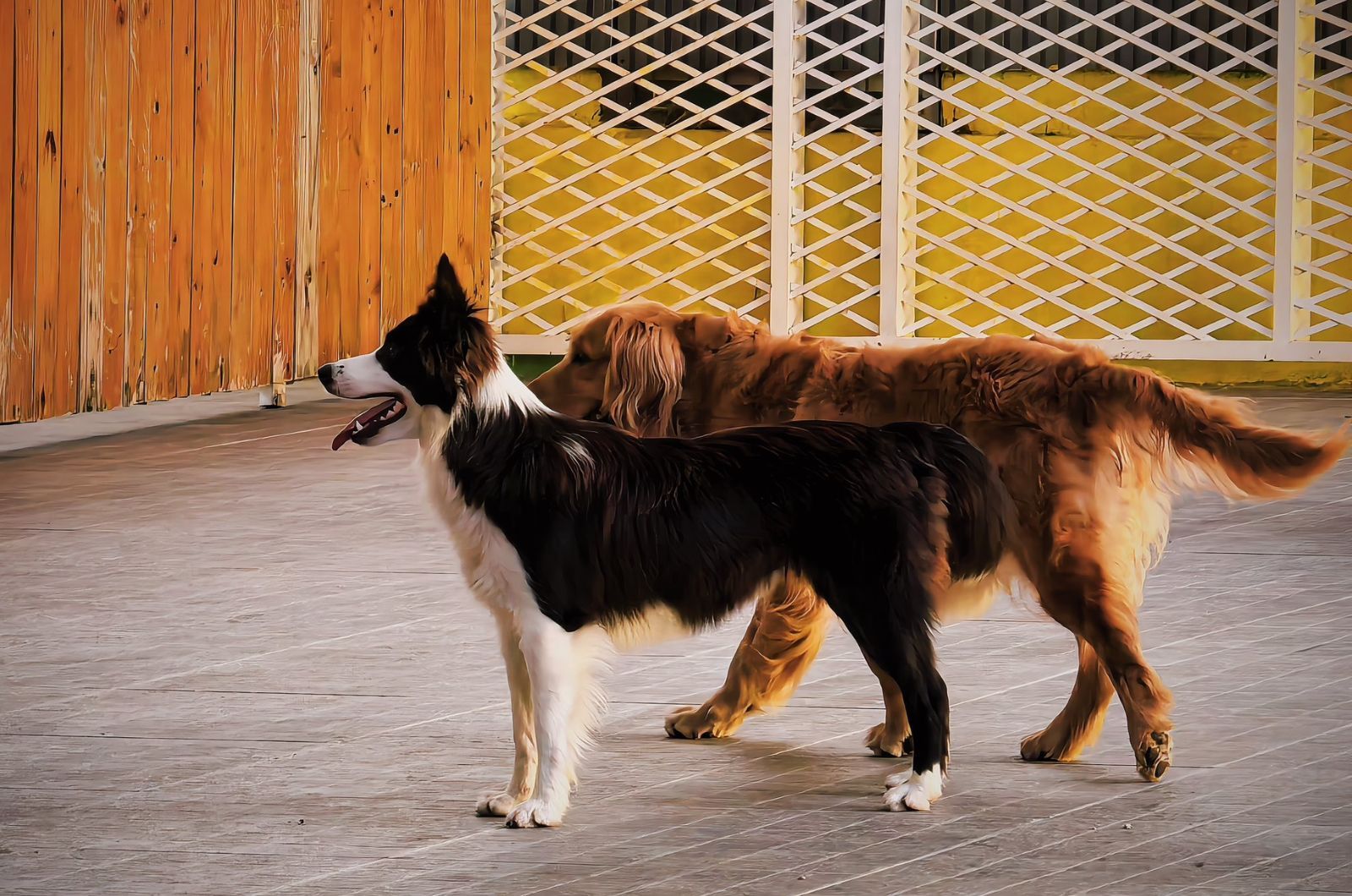 Zona de mascotas en Puppy Farm