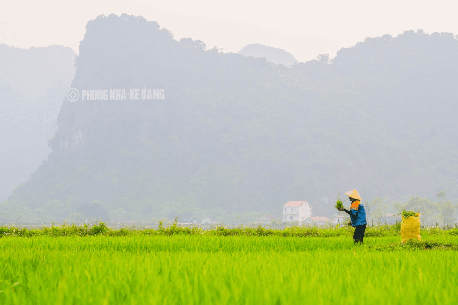 Khung cảnh bình dị trên cánh đồng ruộng  