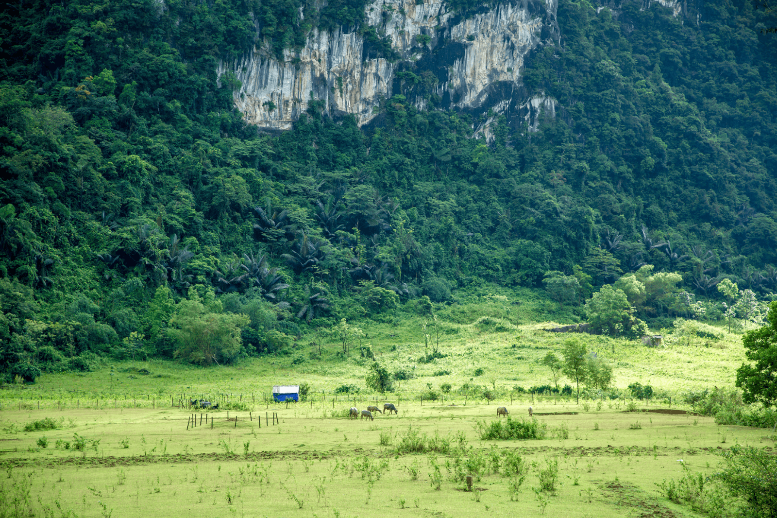 Khung cảnh bình yên bên cạnh hồ Yên Phú 
