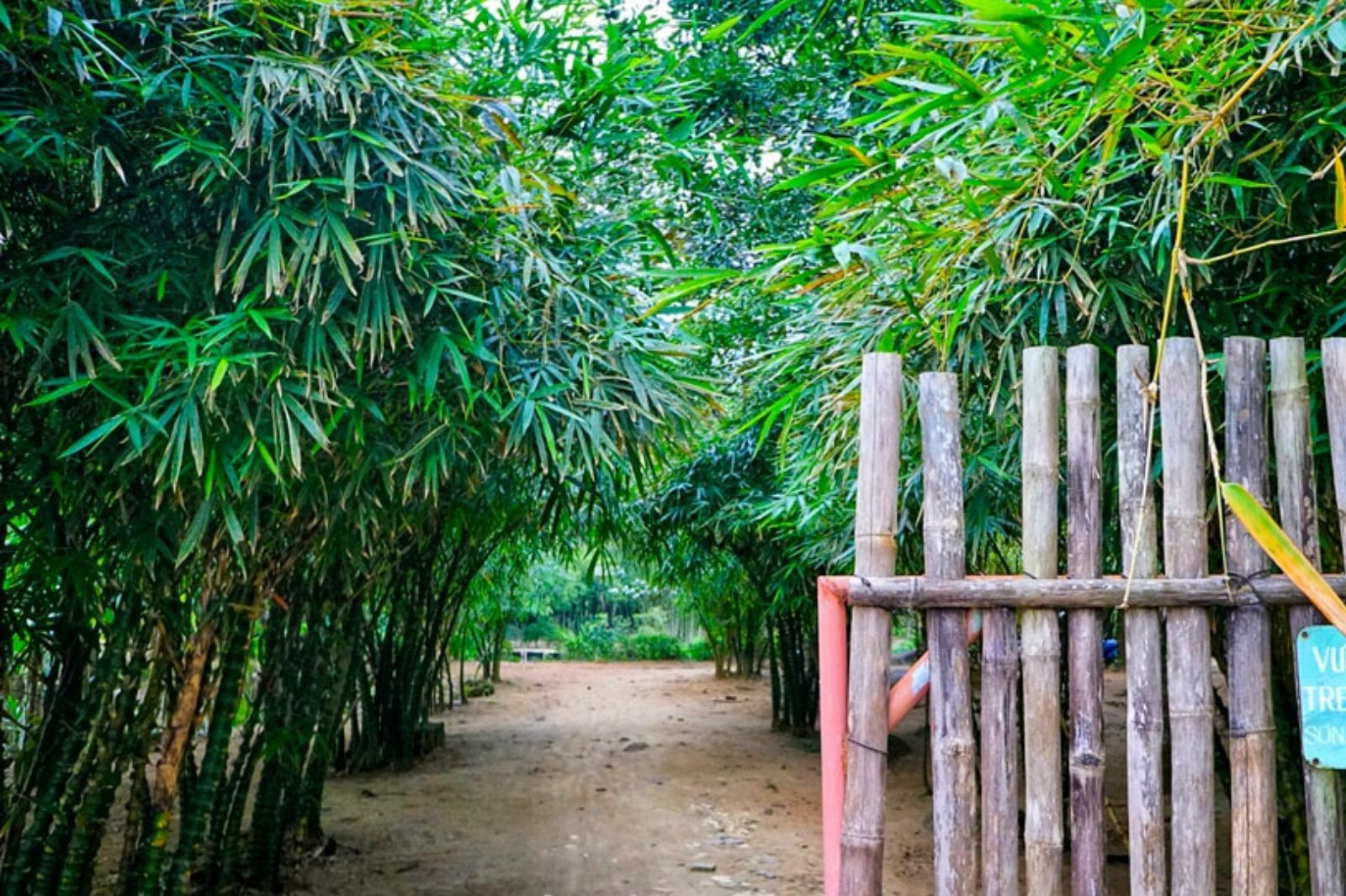 Khuôn viên với nhiều loại tre trúc Việt