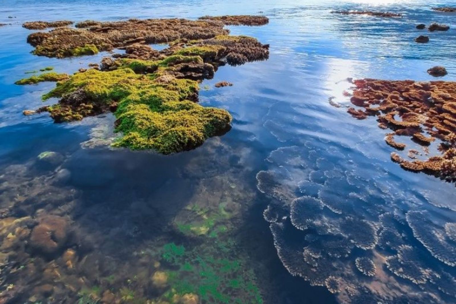 Lặn ngắm san hô ở bãi đá Obama