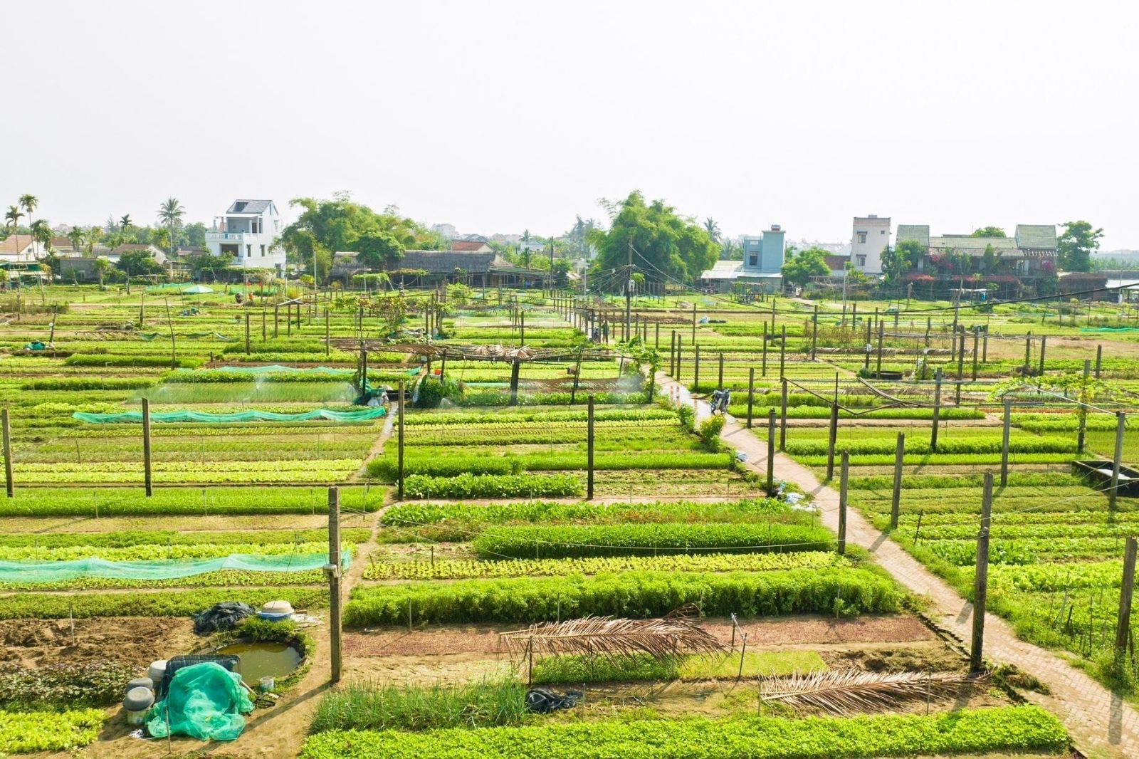 Làng rau Trà Quế 