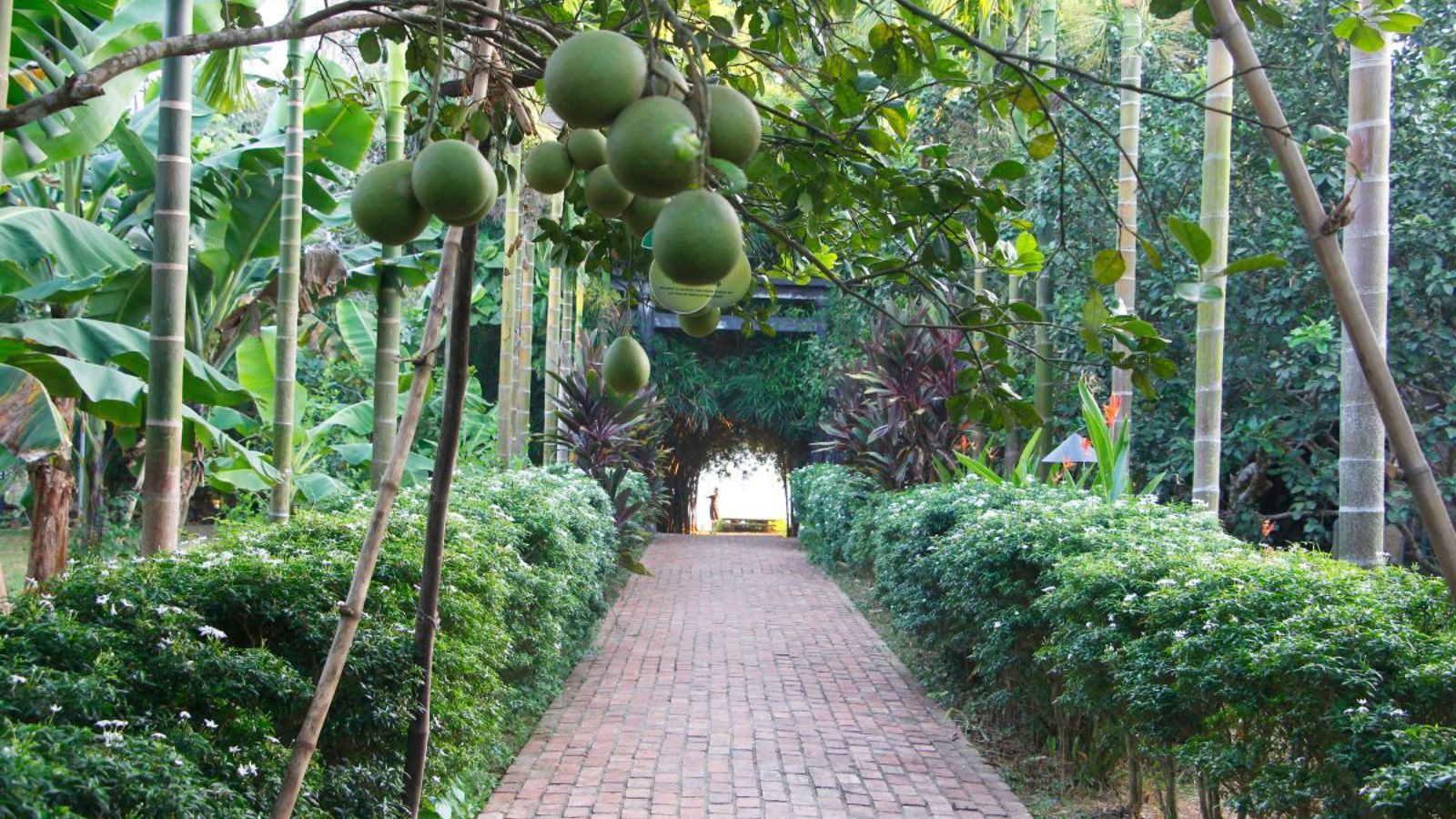 Frutteto di pomelo Thanh Tra a Thuy Bieu nel rigoglio estivo.