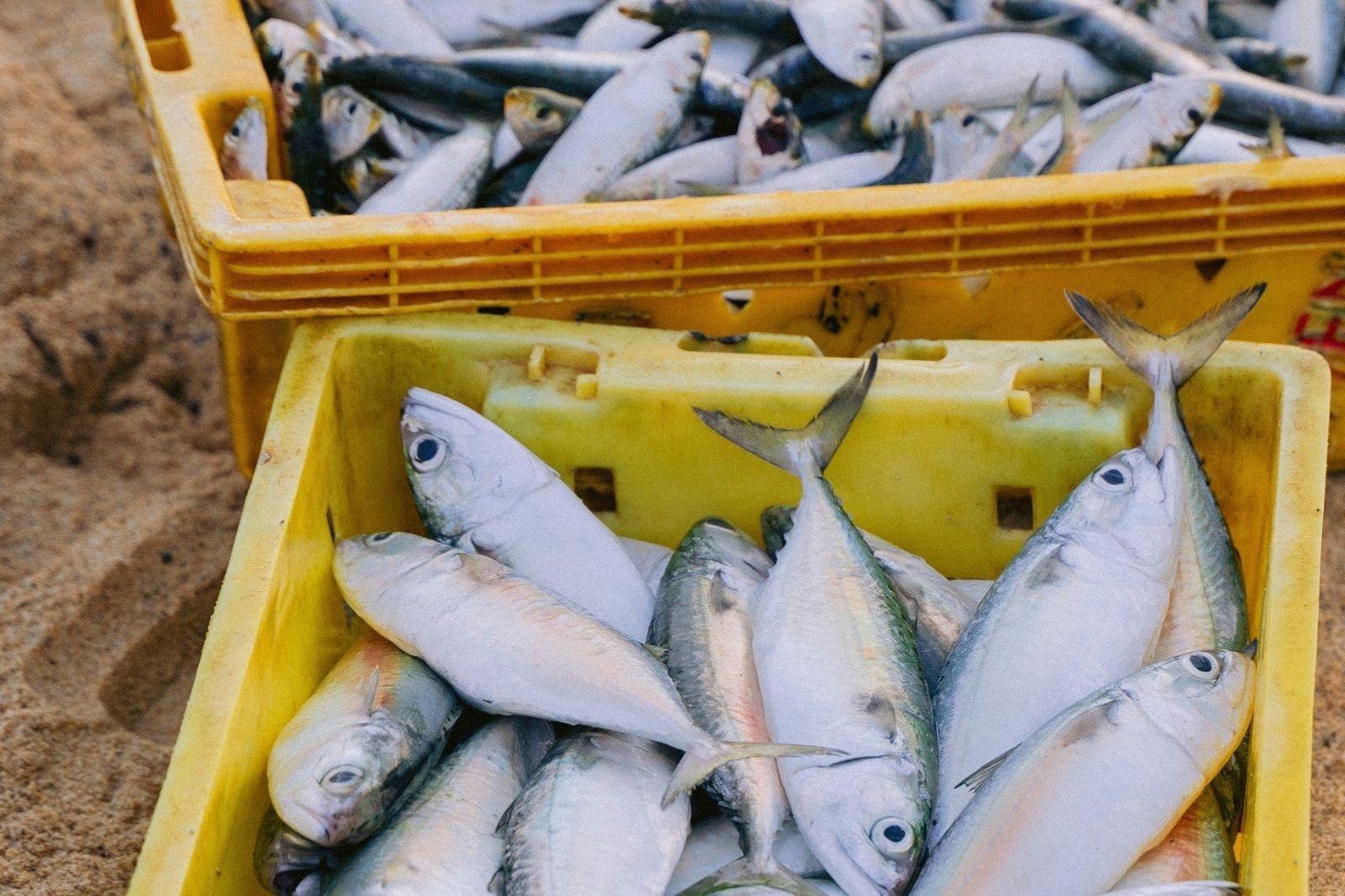 Bằng cách áp dụng những mẹo hợp lý, bạn sẽ lựa chọn được hải sản ngon 