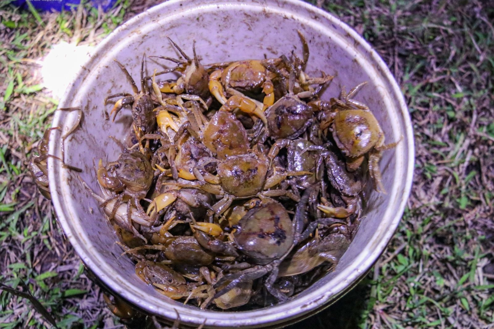 Mắm đam được làm từ những con cua đồng