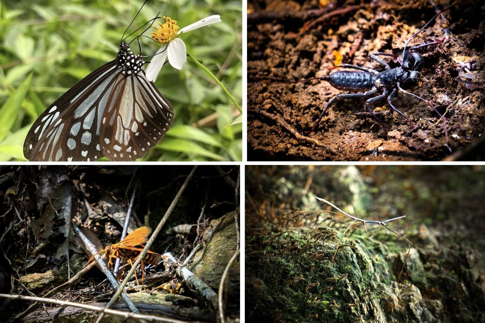 Một số loài động vật, côn trùng