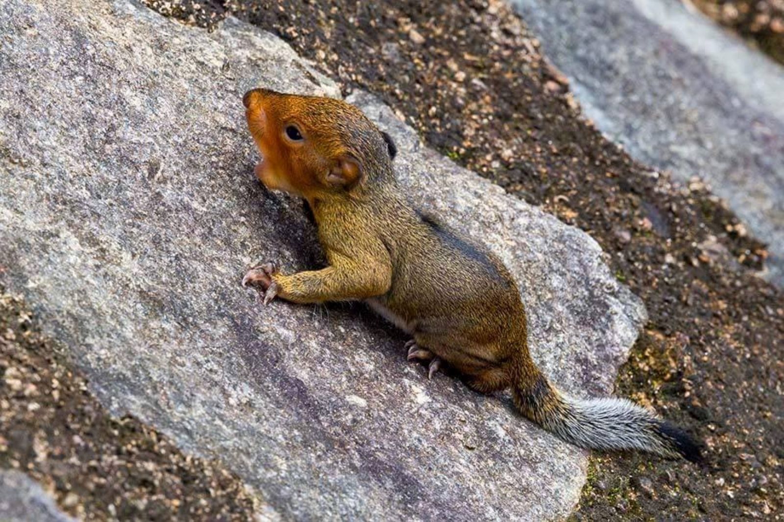 Quan sát một số loài động vật ở vườn thực vật Phong Nha  