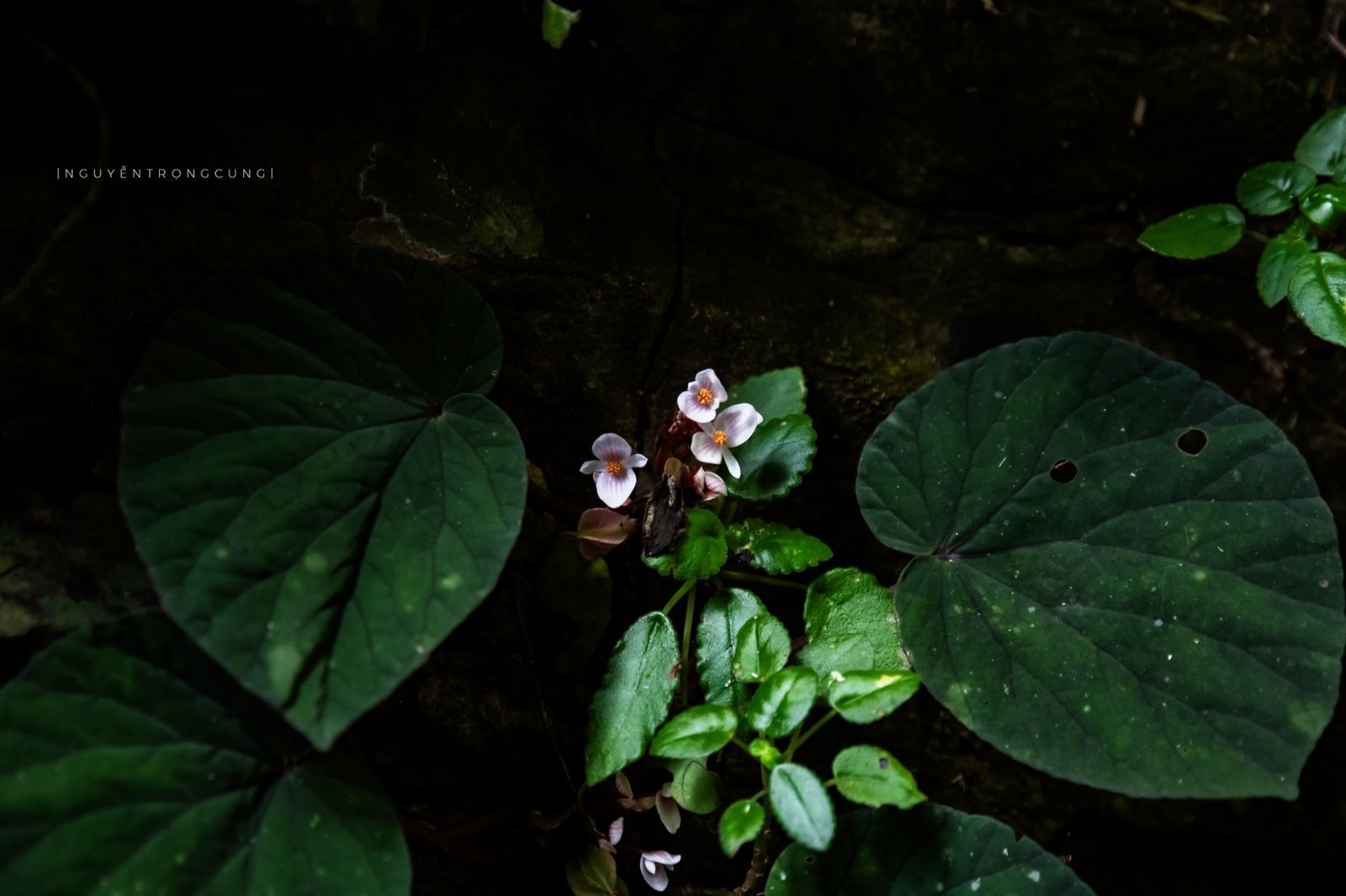 Một số loài hoa rừng gần thác Dương Cầm 