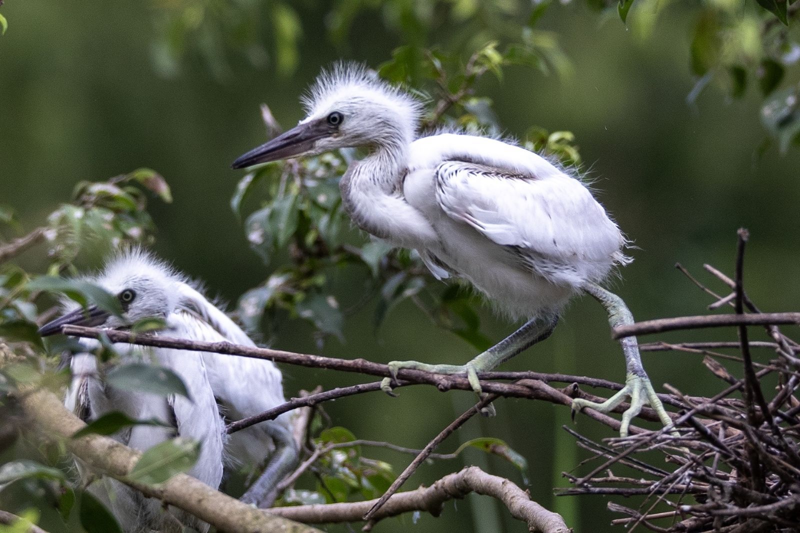 Một trong số loài chim ở Thung Nham