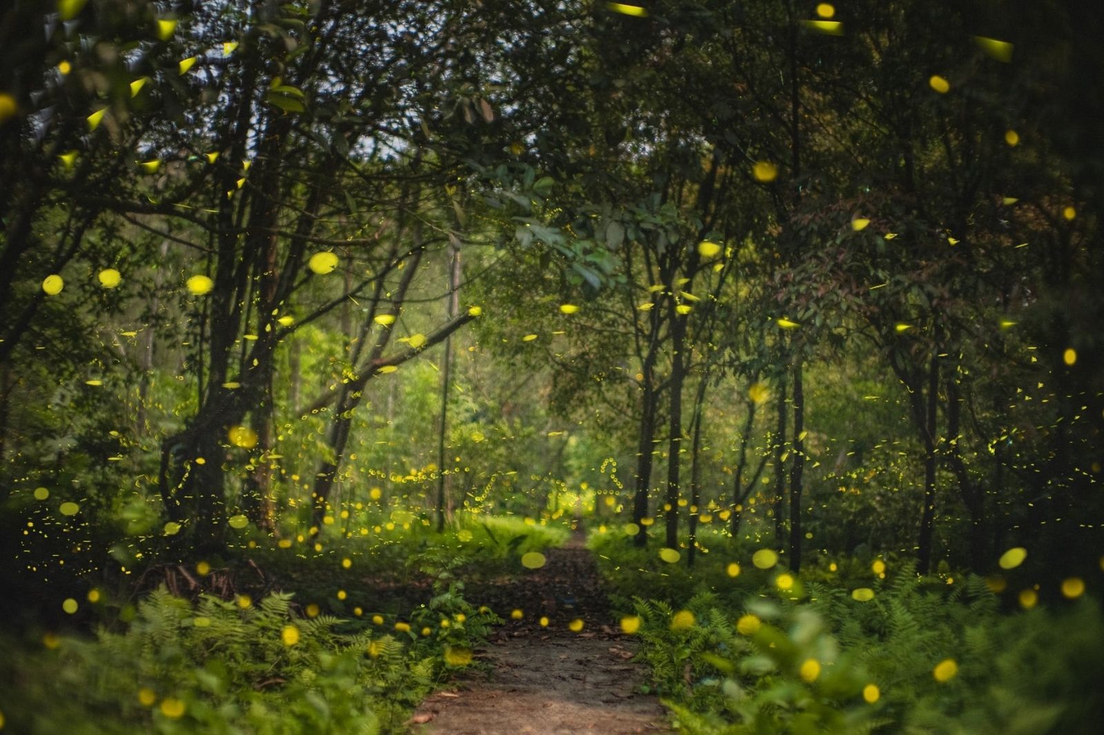 Mùa đom đóm ở vườn quốc gia Cúc Phương 