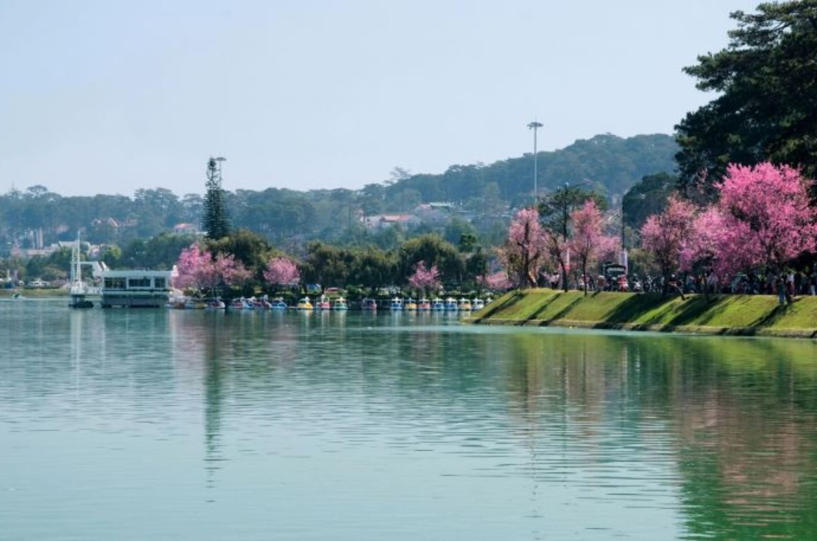 Mùa hoa anh đào bên Hồ Xuân Hương 
