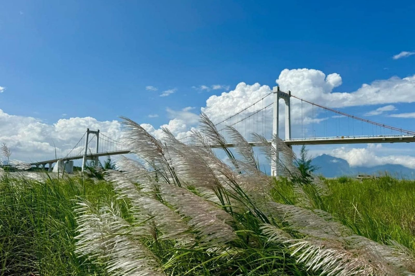 Mùa hoa cỏ lau ở chân cầu Thuận Phước