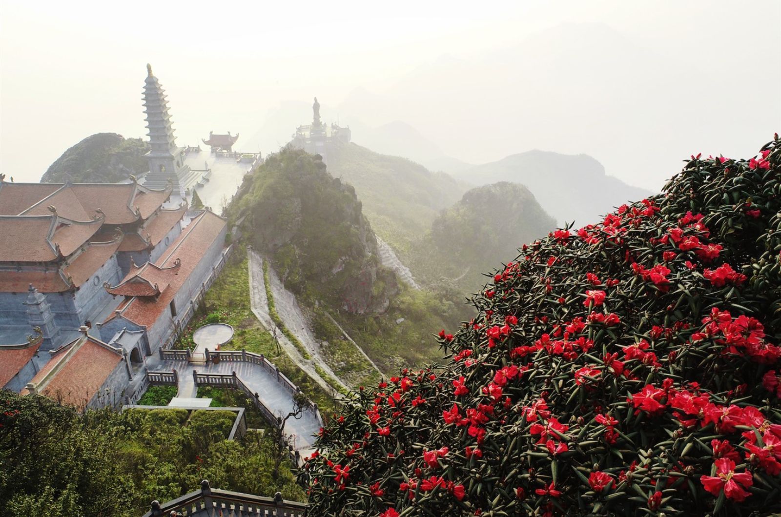Rhododendronblüte am Berg Fansipan