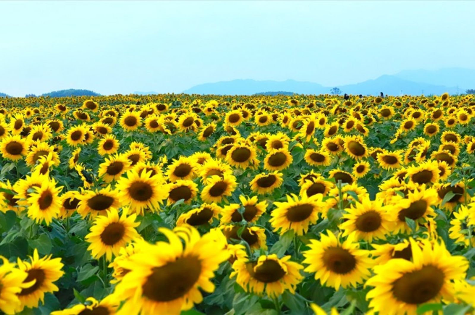 Mùa hoa hướng dương ở Đà Lạt 