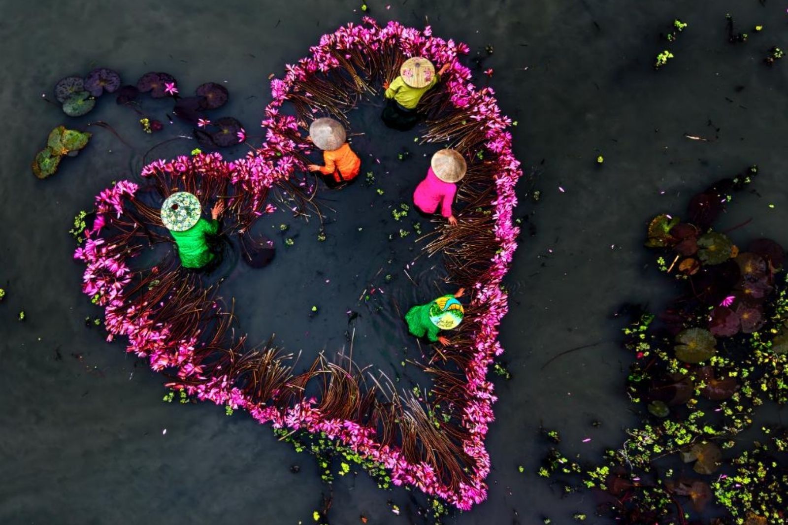 Mùa hoa sen ở Tam Cốc - Bích Động