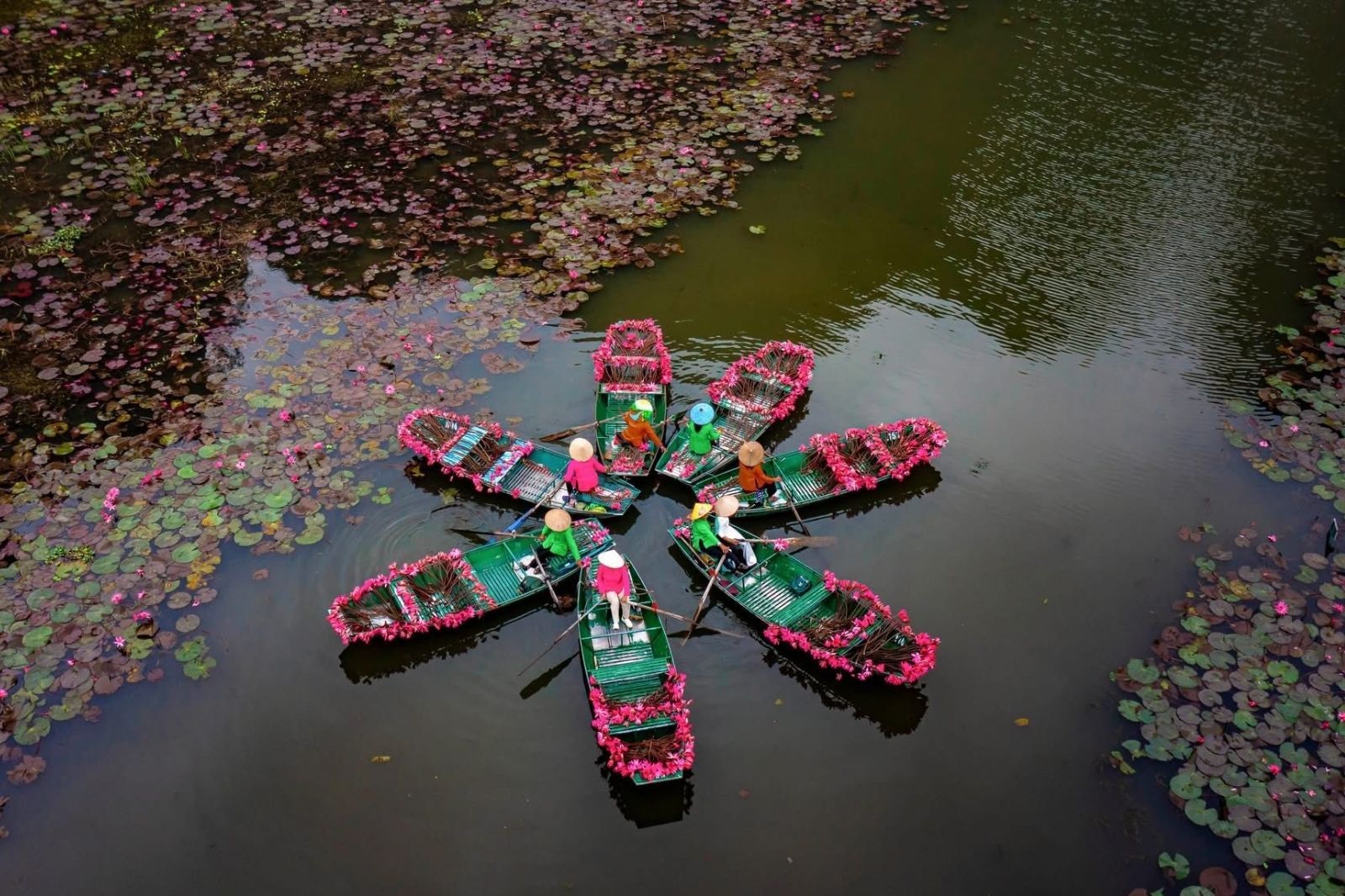 Mùa hoa súng ở Tam Cốc