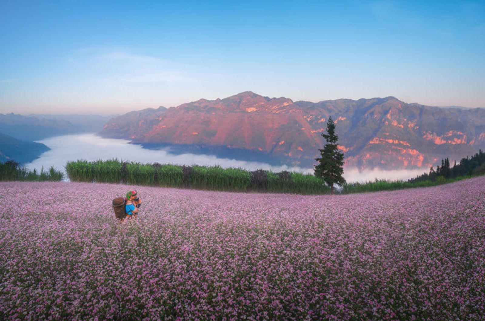 Mùa hoa Tam Giác Mạch ở Hà Giang 