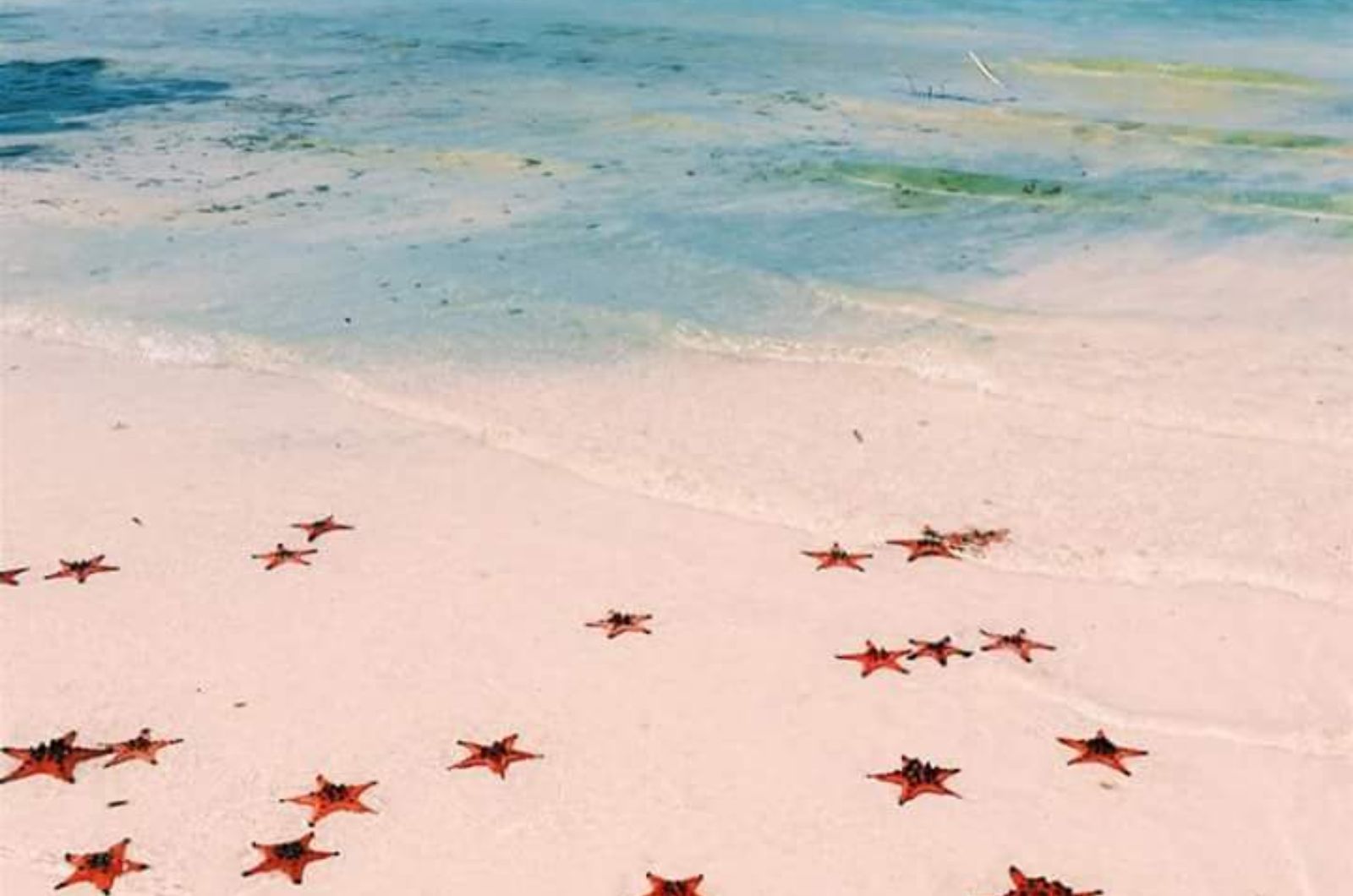 Mùa sao biển ở làng chài Rạch Vẹm 