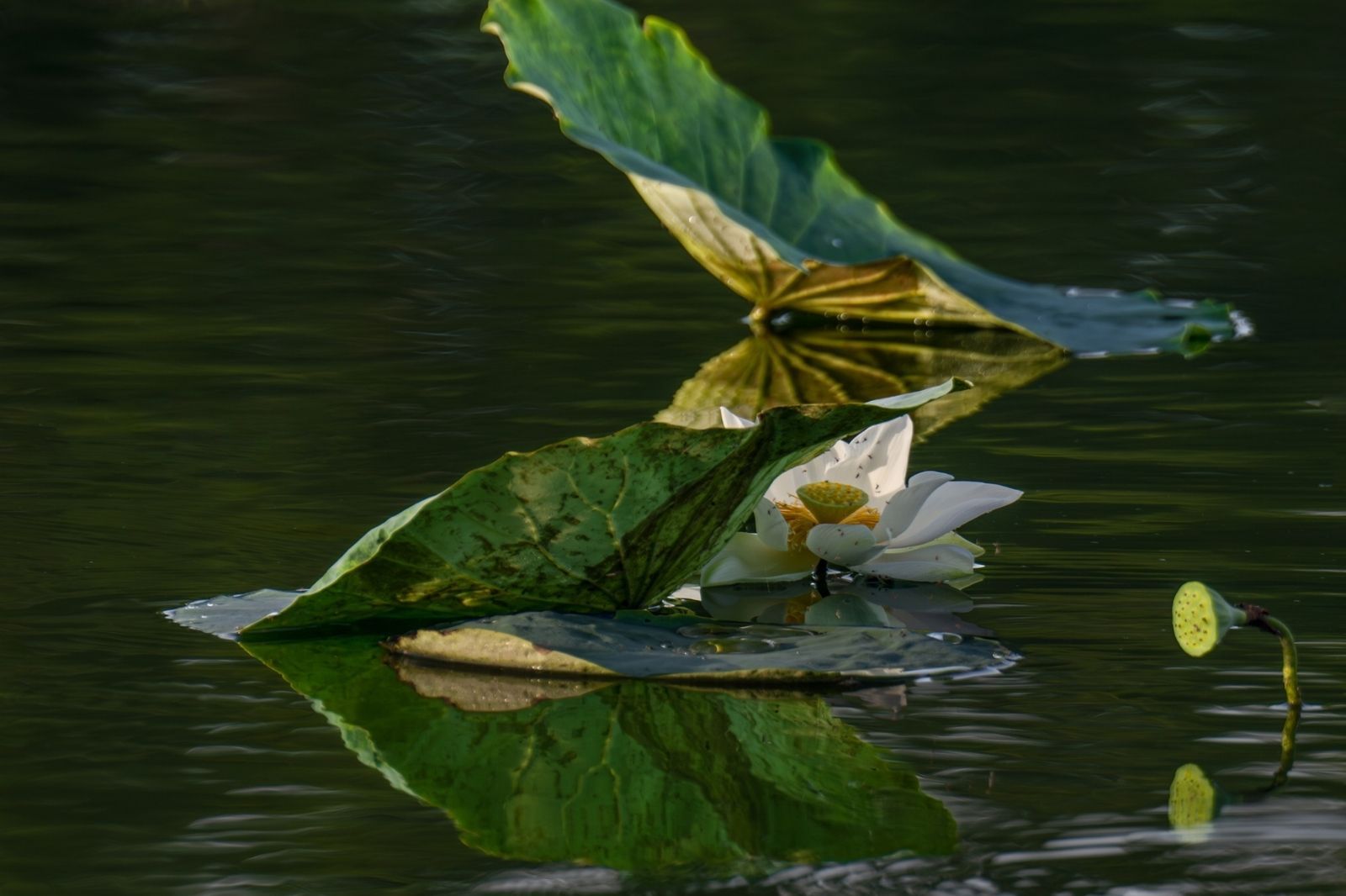 Mùa sen ở Hồ Tịnh Tâm vào khoảng tháng 5 tháng 6