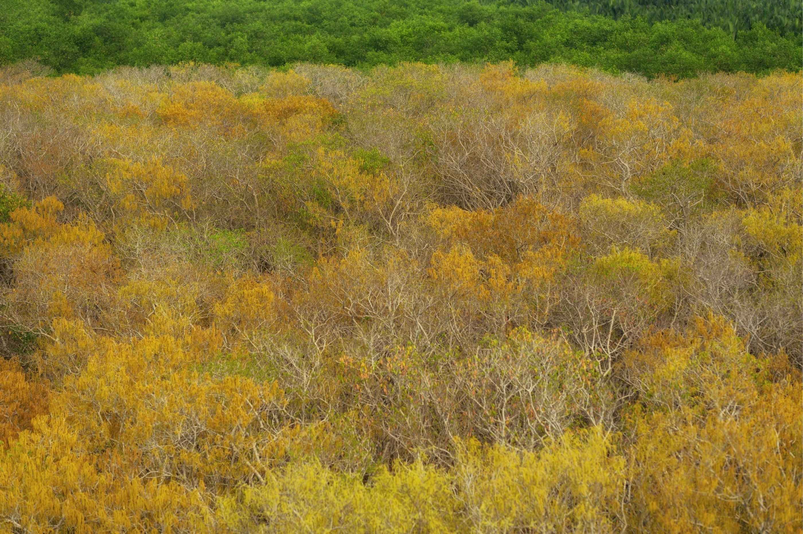 Mùa thay lá ở rừng Rú Chá