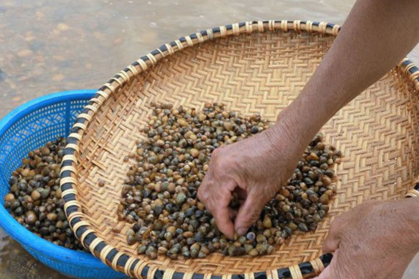 Mùa vụ khai thác chắt chắt thường diễn ra vào mùa hè